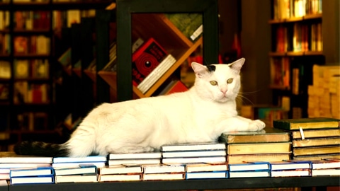 A Literary Stroll Through Savannah’s Best Bookstores. a cat sitting on books in store window