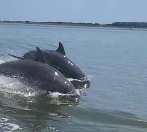 Captain Derek’s Dolphin Adventure. two dolphin