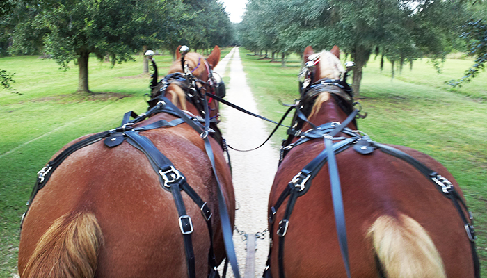 Carriage Tours of Savannah Georgia