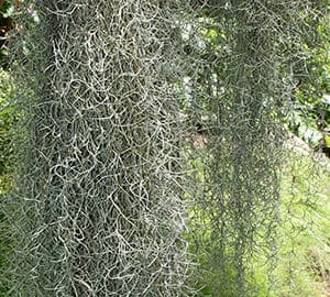 spanish moss