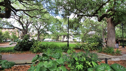 Warren Square greenery in park