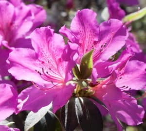 Springtime Flowers in Savannah. Purple azalea flower