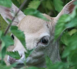 humans and wildlife living together