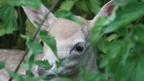 humans and wildlife living together