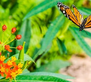 Spring Butterflies. an orange and black butterfly
