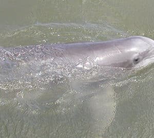 Captain Derek's Dolphin Tours