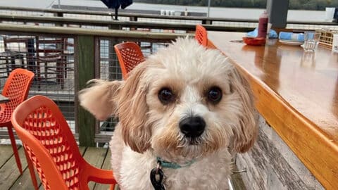 dog eating at outdoor dining pet friendly restaurant