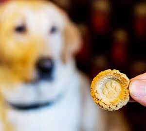 Take Your Dog. dog in savannah with treat