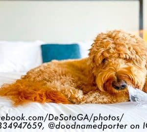 Pet-friendly Hotels in Savannah's. dog on bed chewing
