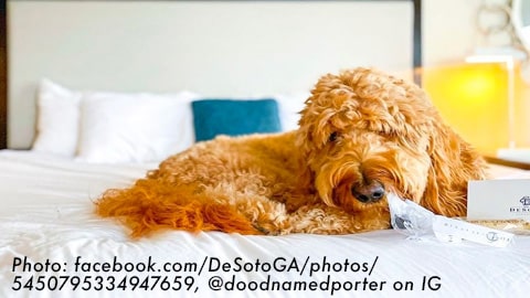 Pet-friendly Hotels in Savannah's. dog on bed chewing