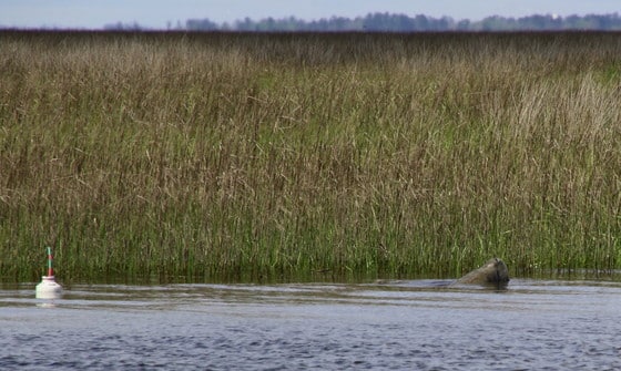 manatee
