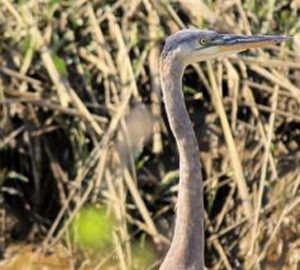 Explore a Nature Escape. a head of a blue heron