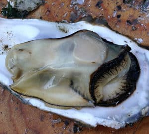 oyster on the half shell