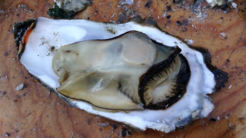 oyster on the half shell