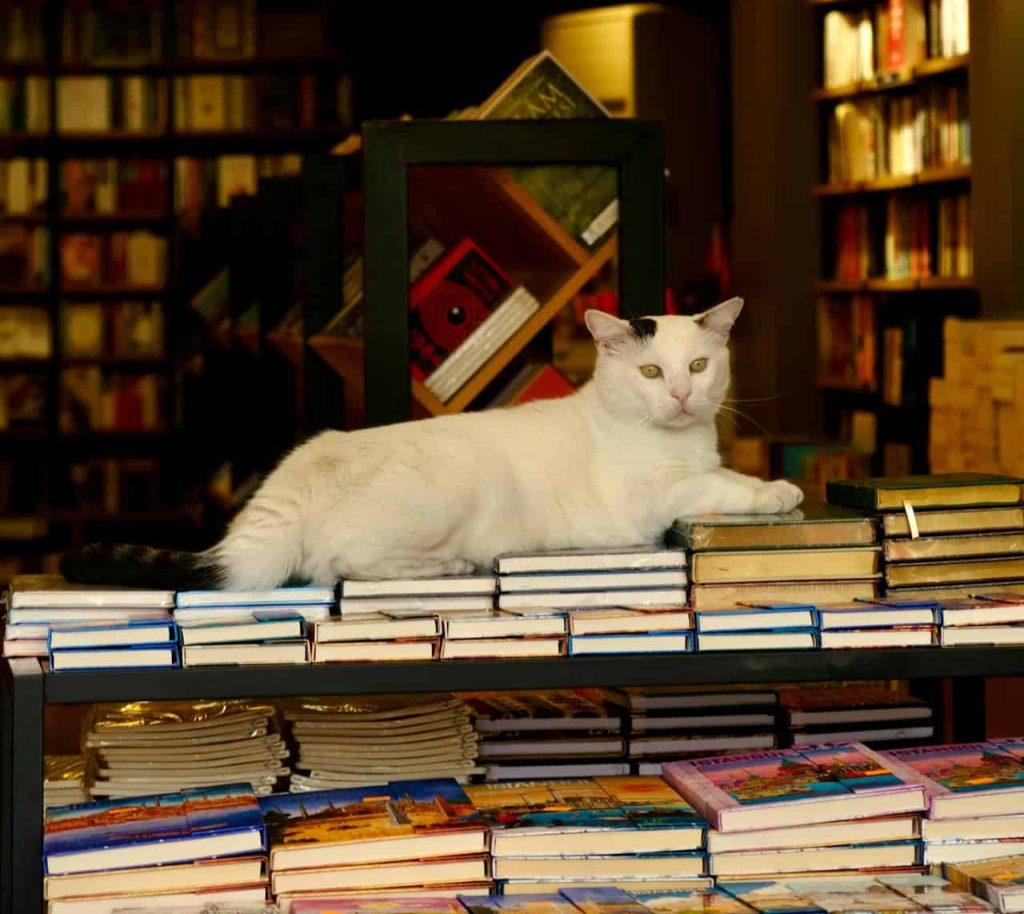 A Literary Stroll Through Savannah’s Best Bookstores
