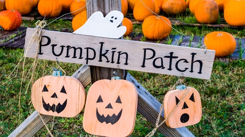 Pumpkin Patches Near Savannah. pumpkin patch sign