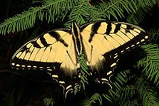 Georgia State Symbols butterfly