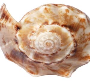 What is Georgia's State Shell?